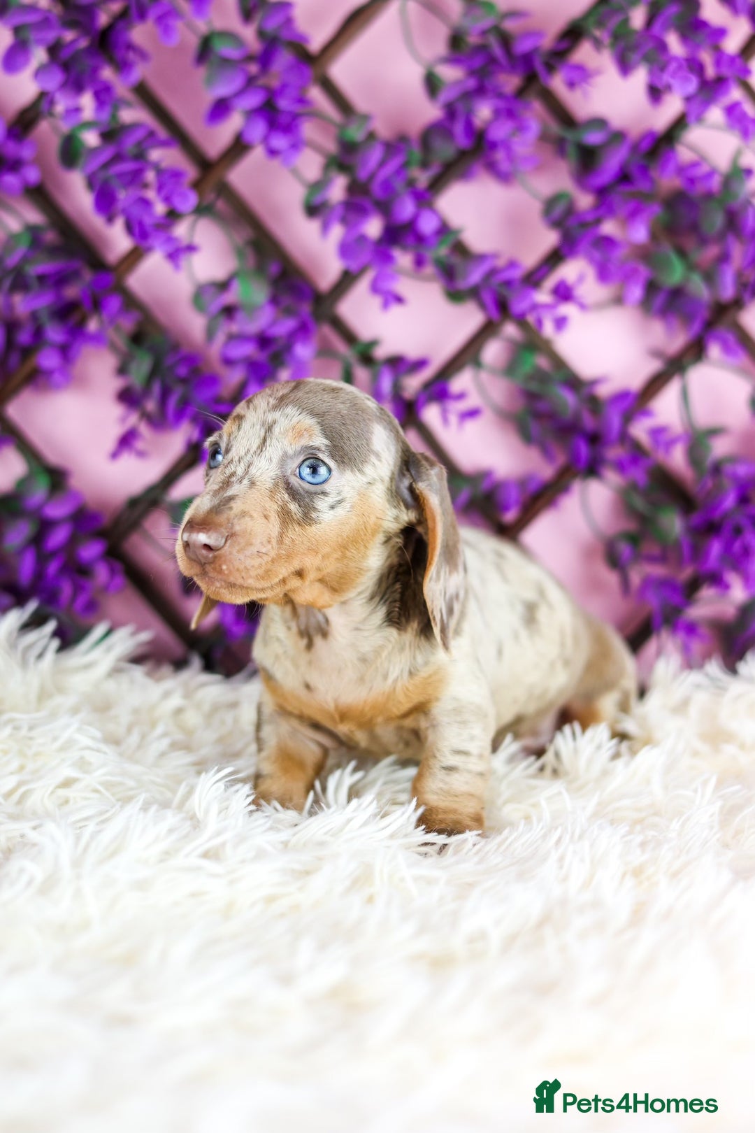 Miniature Dachshund dogs for sale: Ready now  - Advert 13