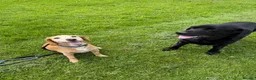 Bocker dogs for sale: Bocker male 7 years old  - Advert 7