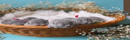 British Shorthair cats for sale: 🩷 Kittens Looking For Their Forever Homes 🩵 - Advert 3