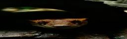Gecko reptiles for sale: Female Harlequin Created Gecko in Aldershot - Advert 1