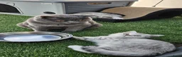 British Shorthair cats for sale: GCCF Blue BSH chunky champion lines - Advert 10