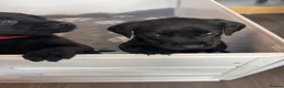 Labrador Retriever dogs for sale: Black Labrador pups boys and girls - Advert 16