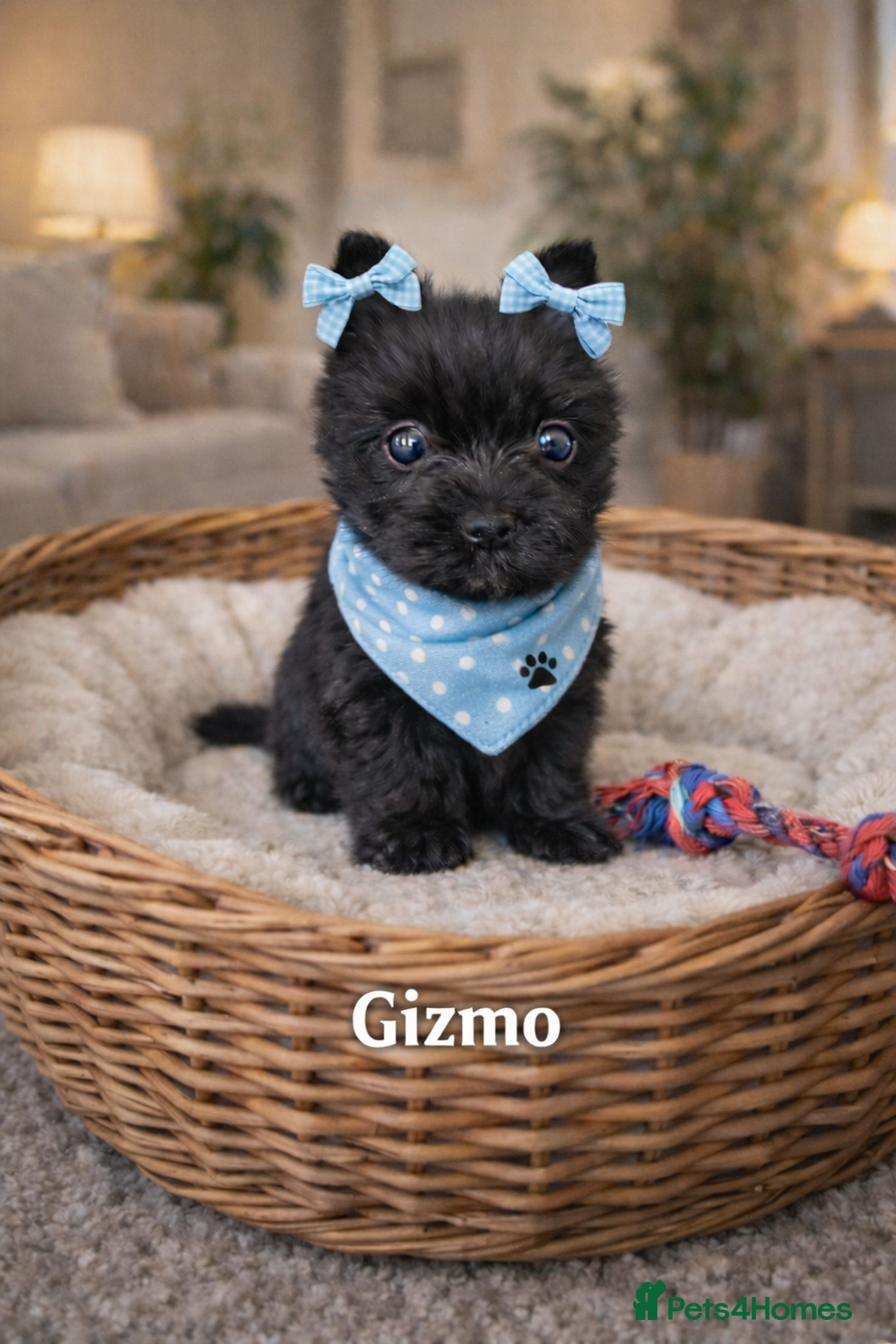 Yorkshire Terrier dogs for sale: Yorkshire Terrier  - Advert 3