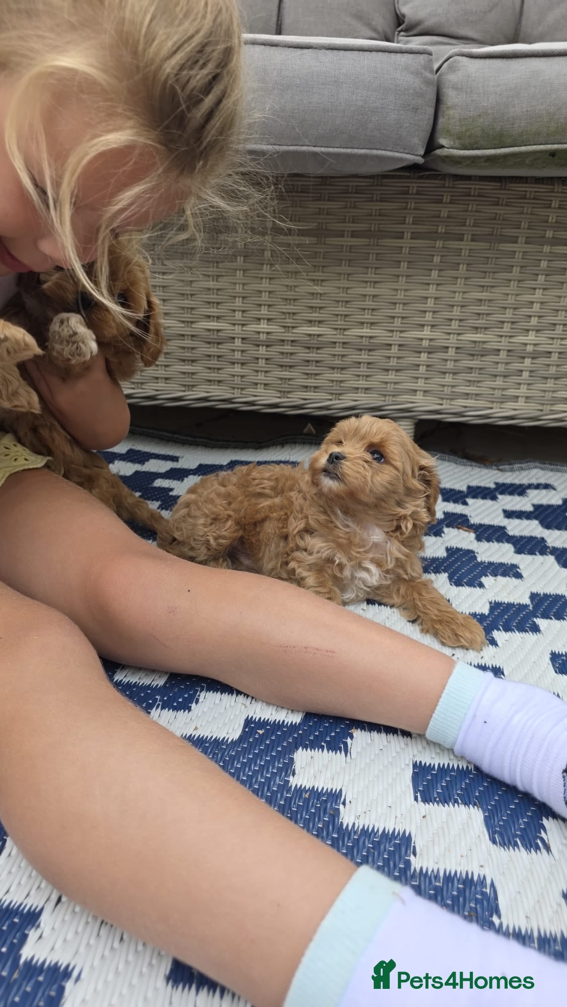 Maltipoo dogs  Adorable Tiny Toy Maltipoo puppies 🐶 - Advert 1
