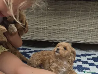 Maltipoo dogs Adorable Tiny Toy Maltipoo puppies 🐶 - Advert 1