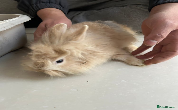 Lionhead rabbits Lionhead  - Advert 1