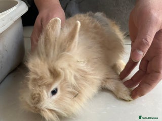 Lionhead rabbits Lionhead - Advert 15