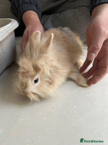 Lionhead rabbits Lionhead - Advert 2