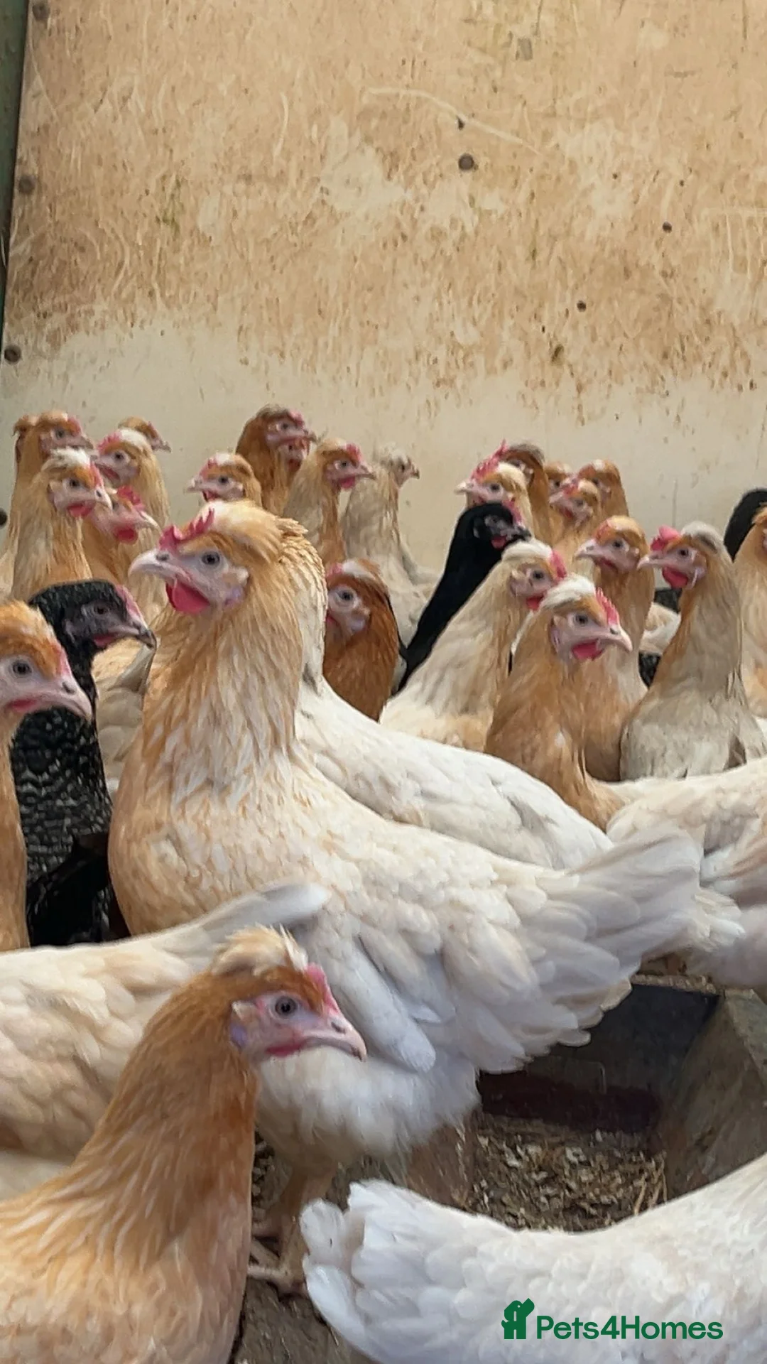 Chickens poultry for sale: Point of lay Blue / olive egg layers  - Advert 2