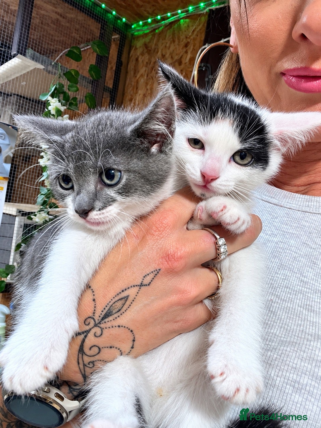 Mixed Breed cats 😍Mix Kittens 😍 - Advert 5