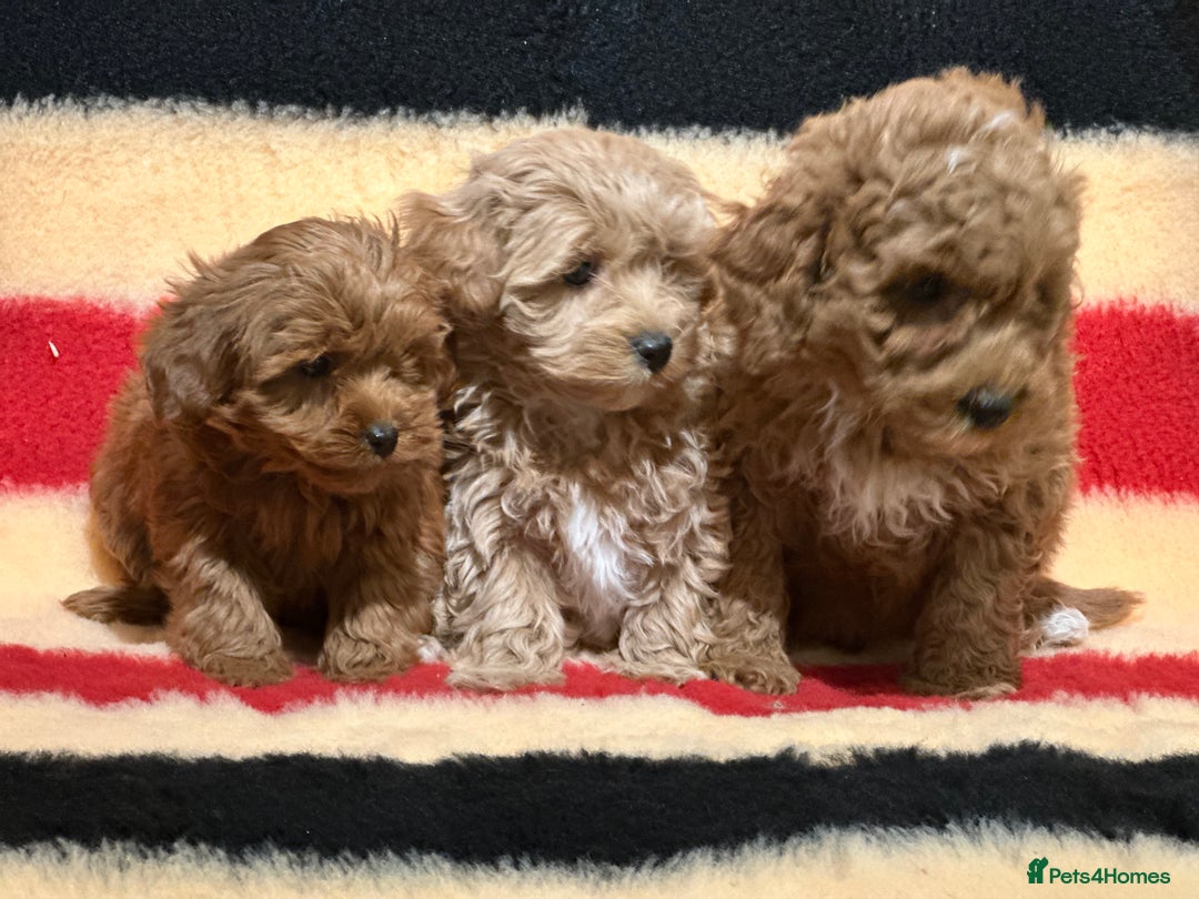 Mixed Breed dogs for sale: Beautiful Cavapoochon litter  - Advert 14