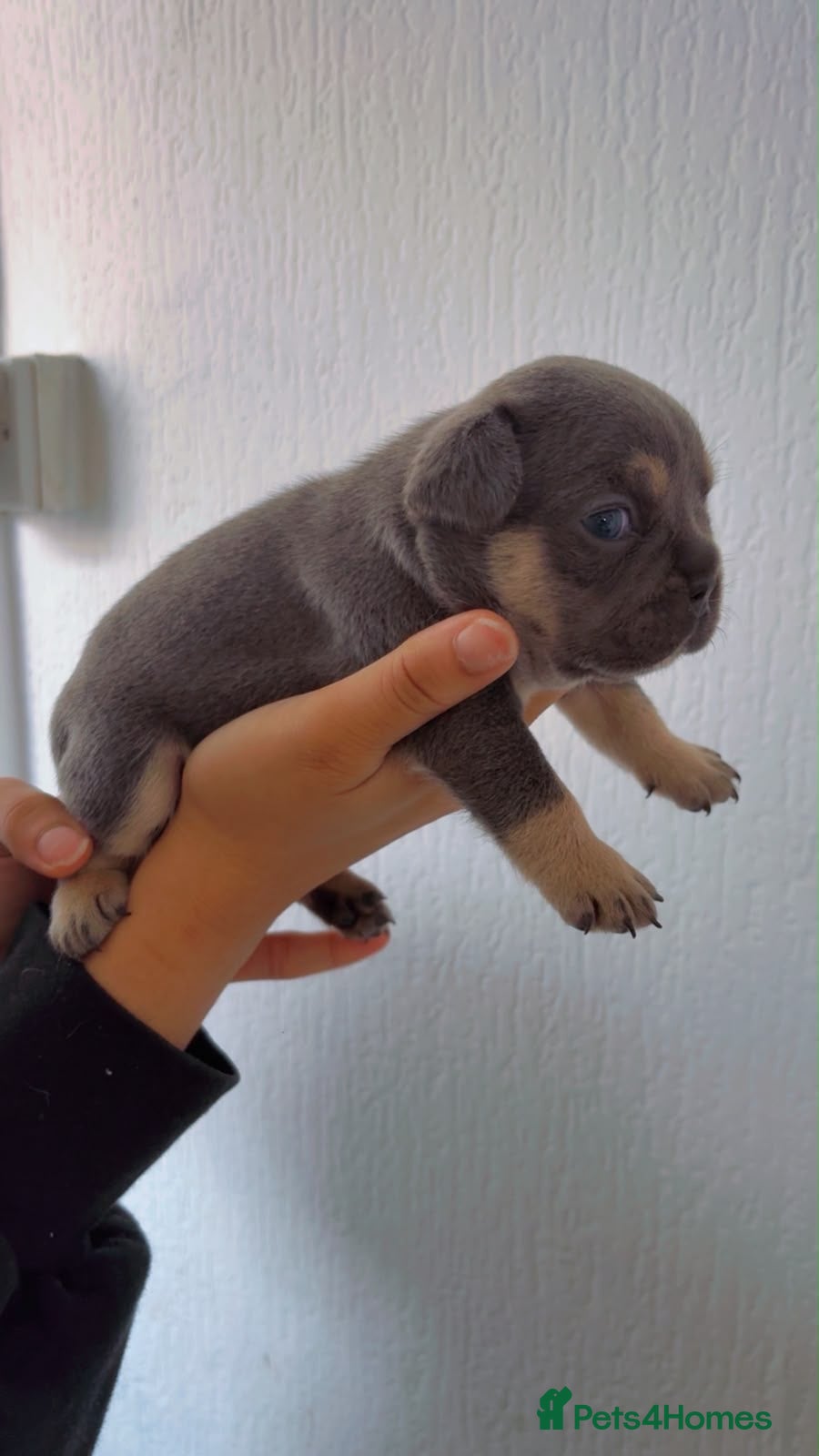 French Bulldog dogs Beautiful French Bulldogs  - Advert 2