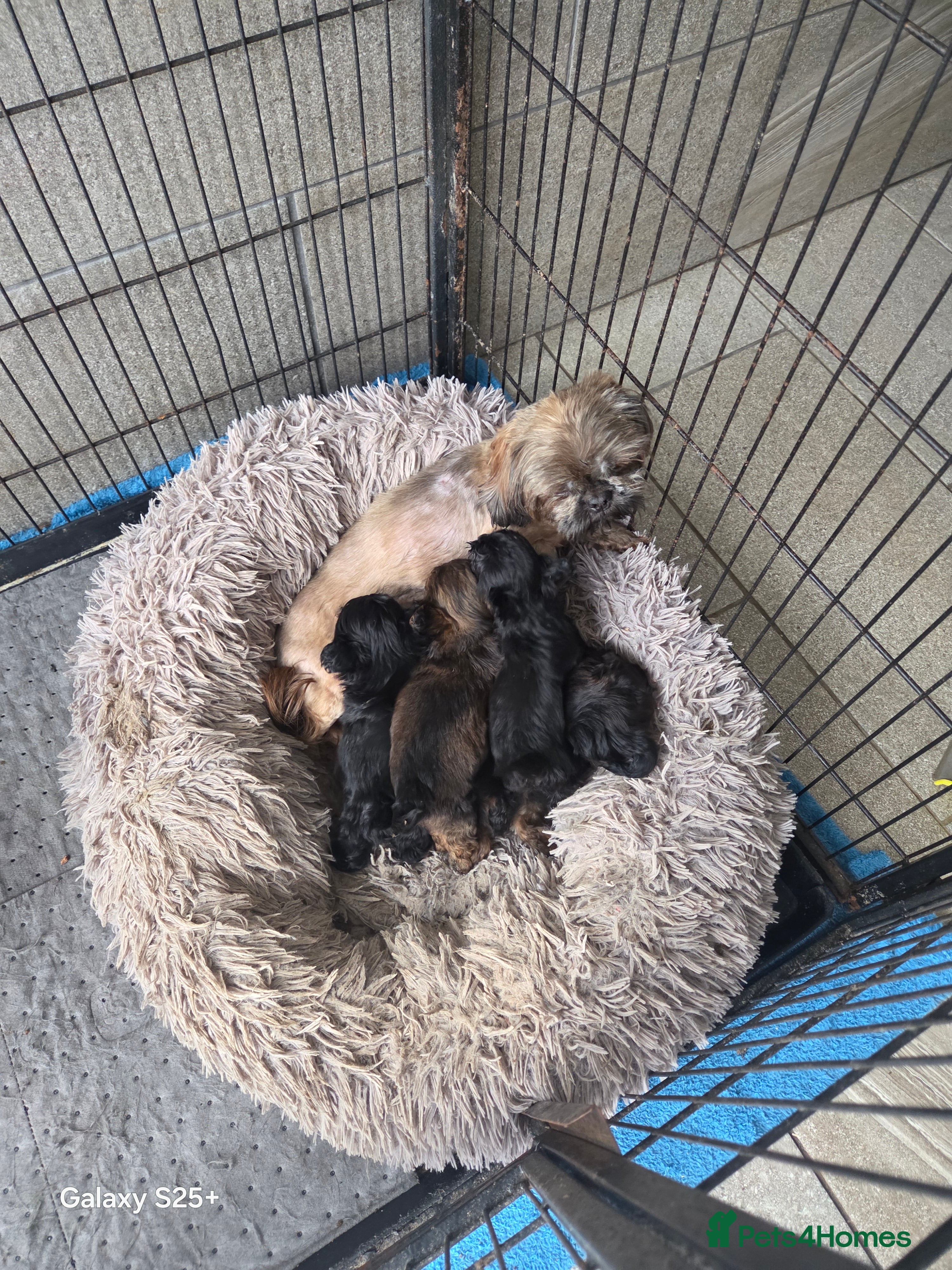 Shihpoo dogs Beautiful shihpoo babies READY NOW  - Advert 15
