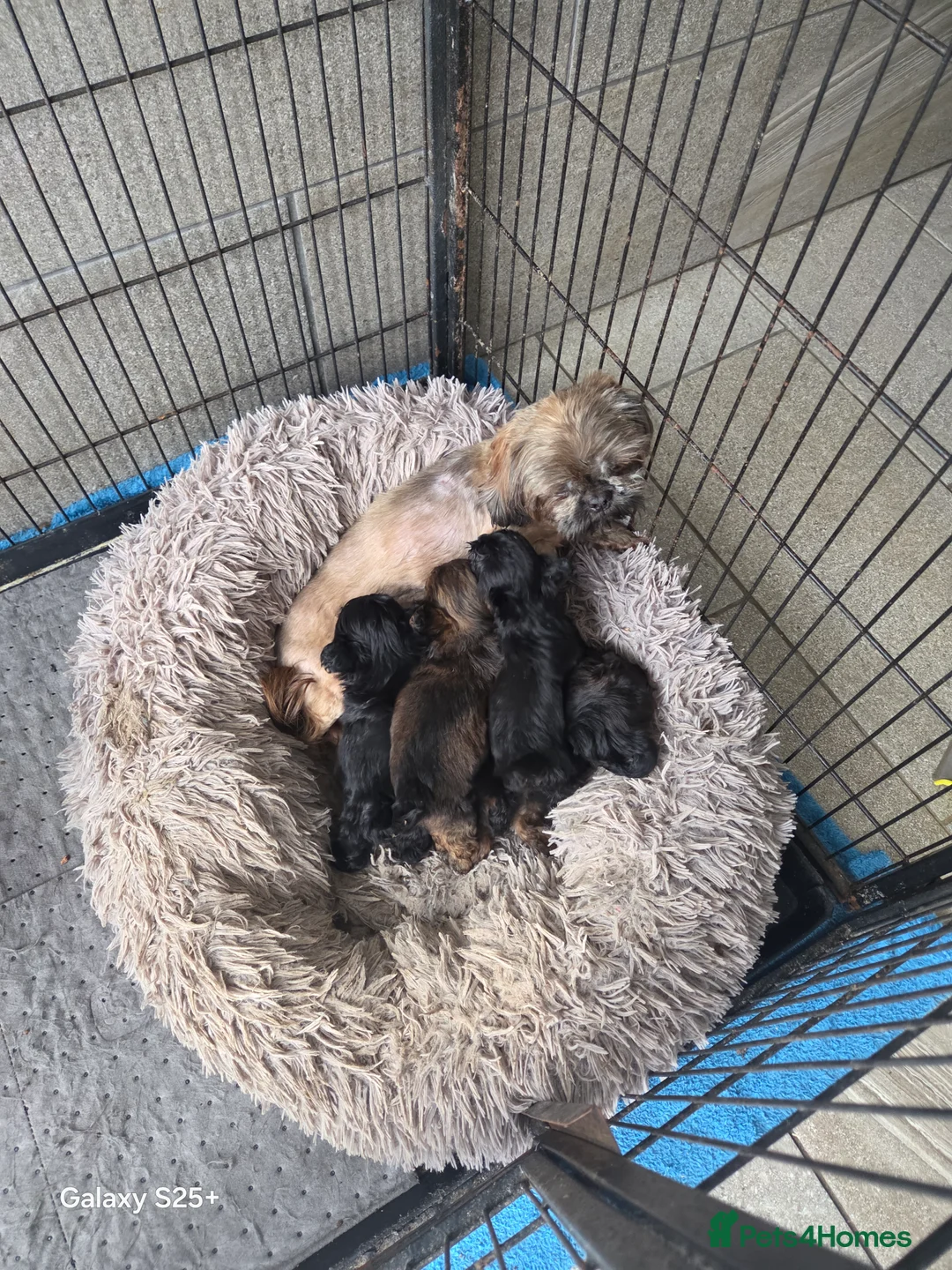 Shihpoo dogs for sale: Beautiful shihpoo babies READY NOW  - Advert 2