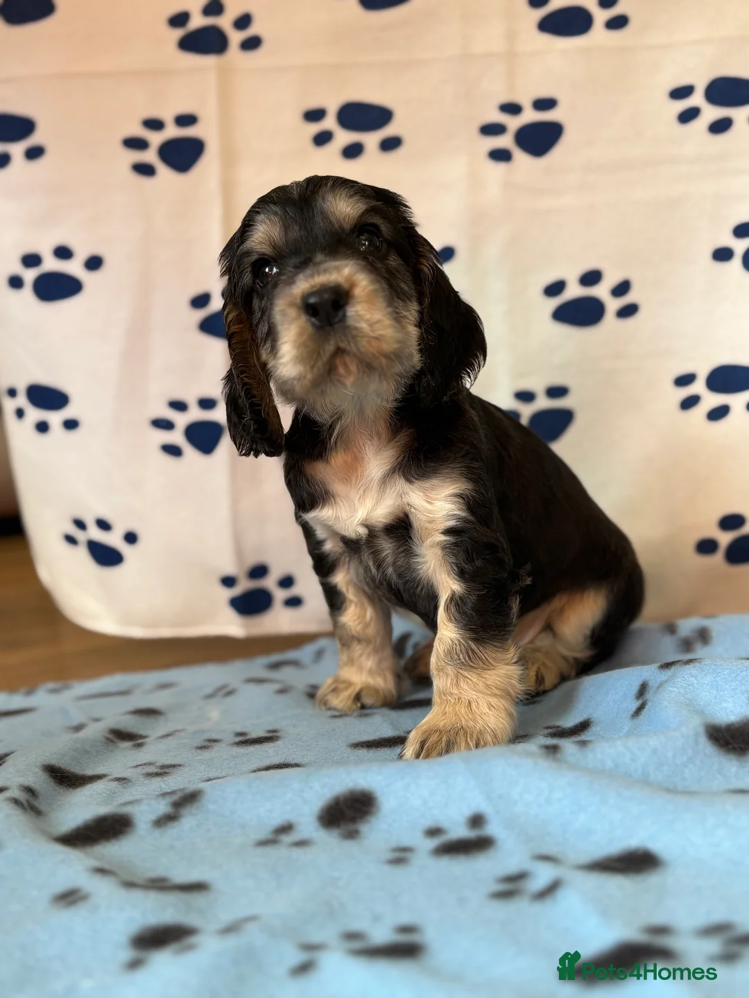 Cocker Spaniel dogs for sale: Last cocker spaniel puppy boy for sale  in Lincoln - Advert 10