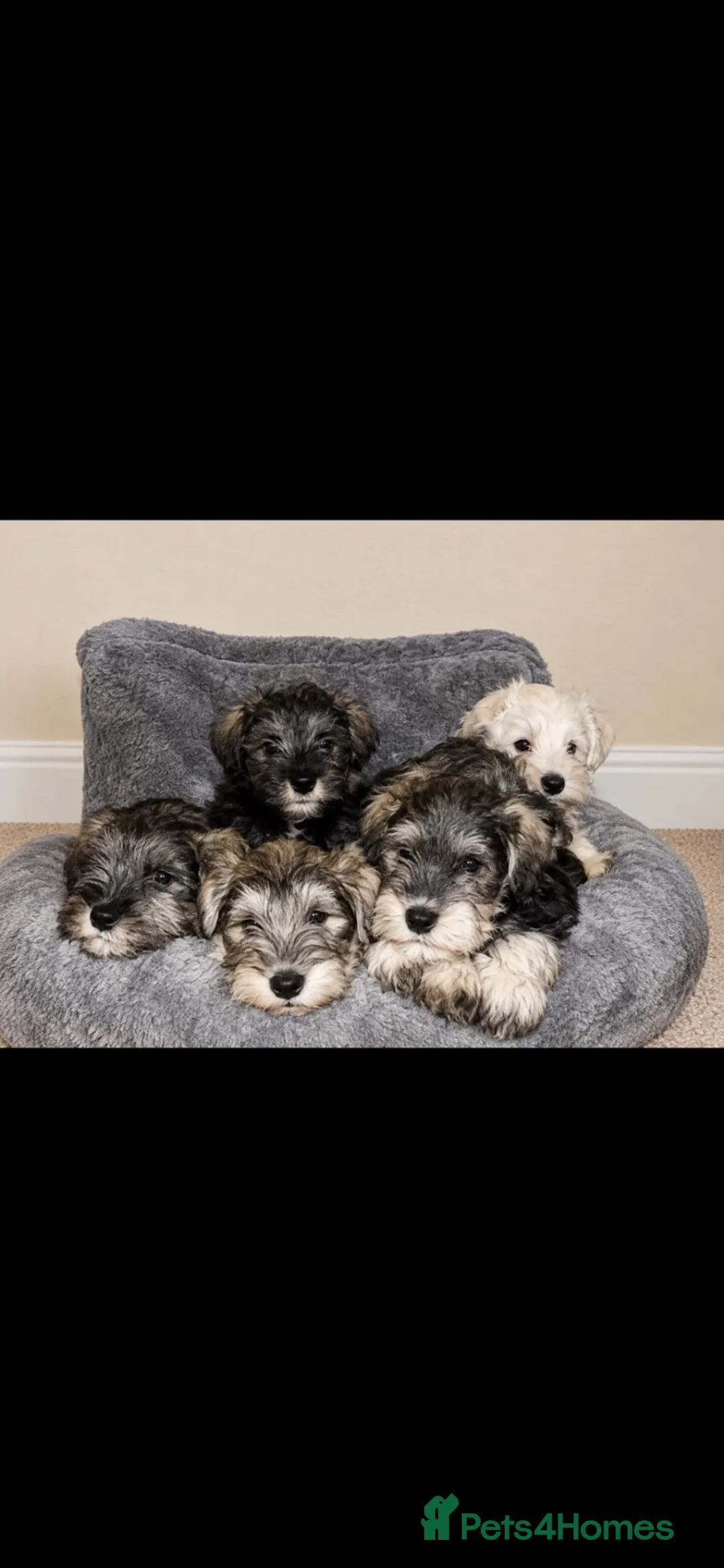 Miniature Schnauzer dogs for sale: Beautiful miniature schnauzers - Advert 2