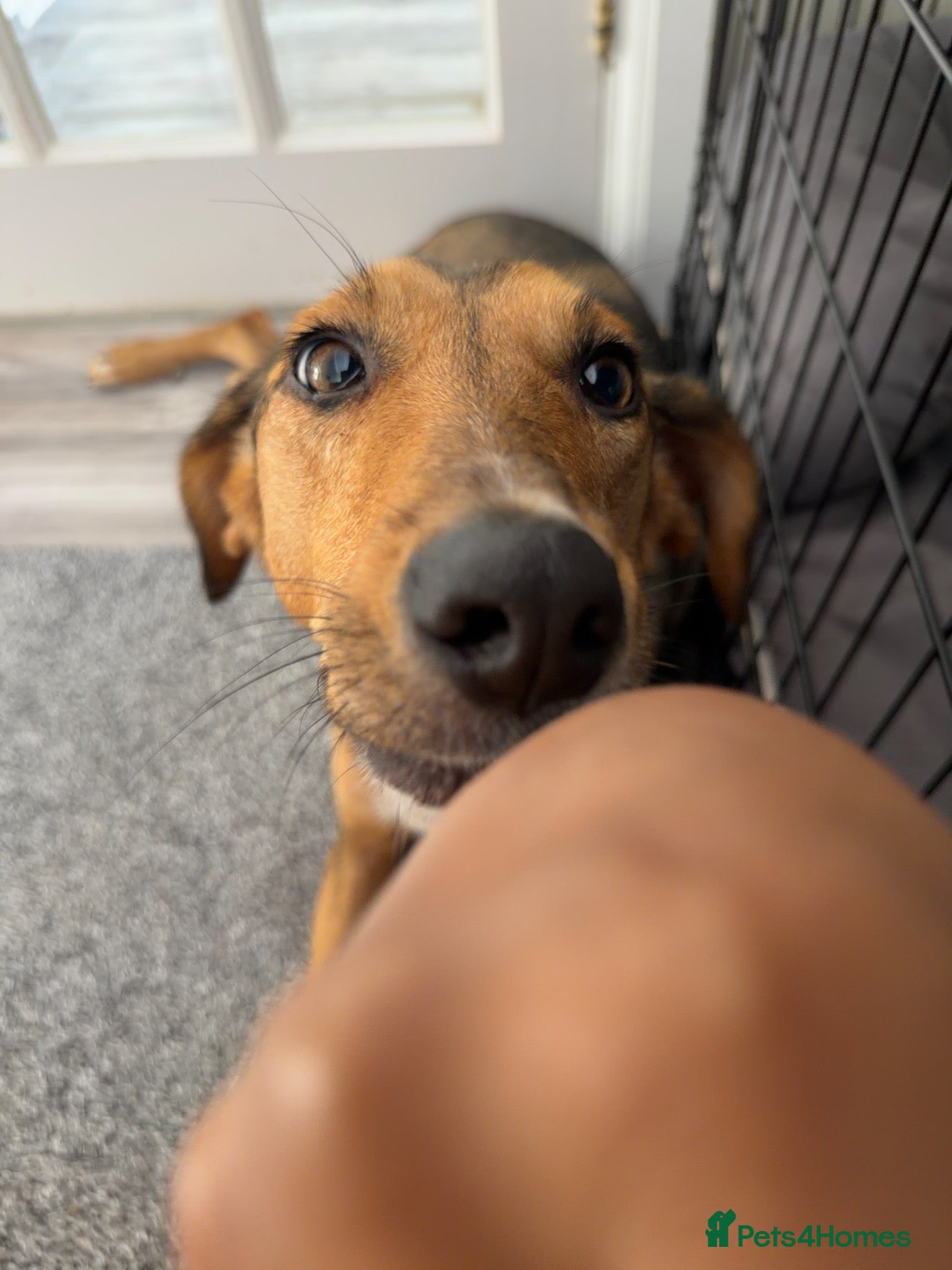 Mixed Breed dogs Shy at First, Zoomies Once She Trusts 💗 - Advert 1