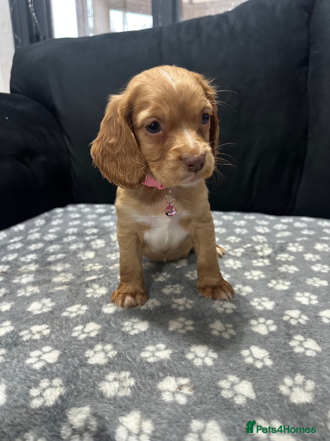 Cocker Spaniel dogs for sale: 3 beautiful cocker spaniel puppies left  - Advert 27