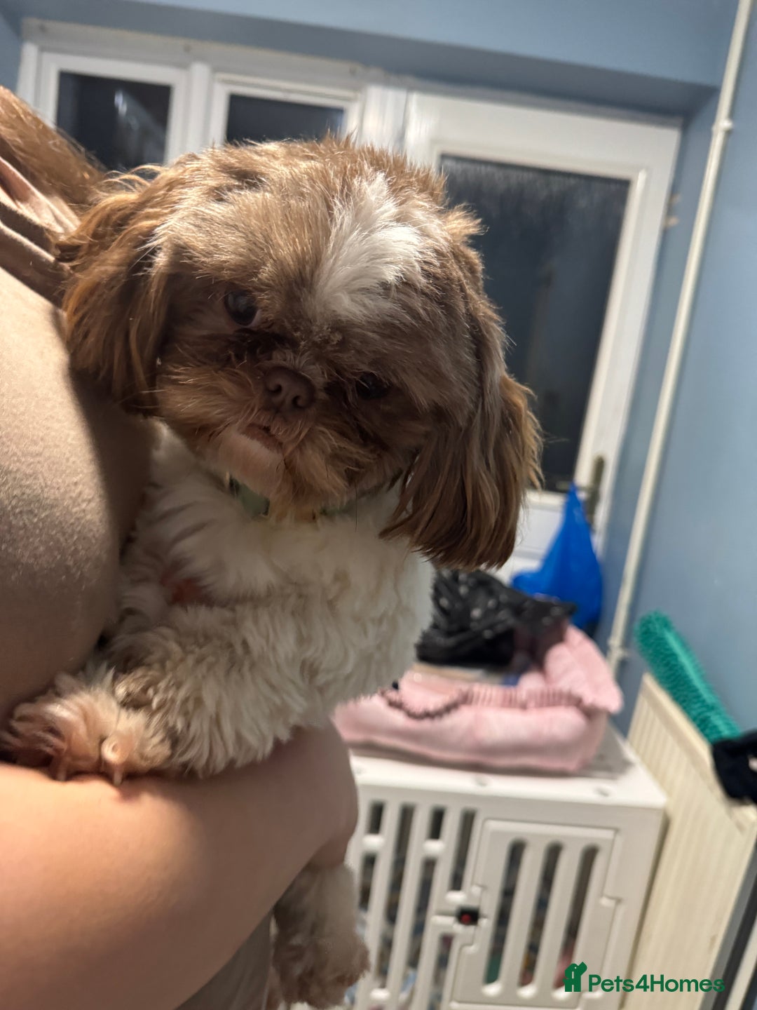 Mixed Breed dogs for sale: Lovely girl Elsie looking for home - Advert 6