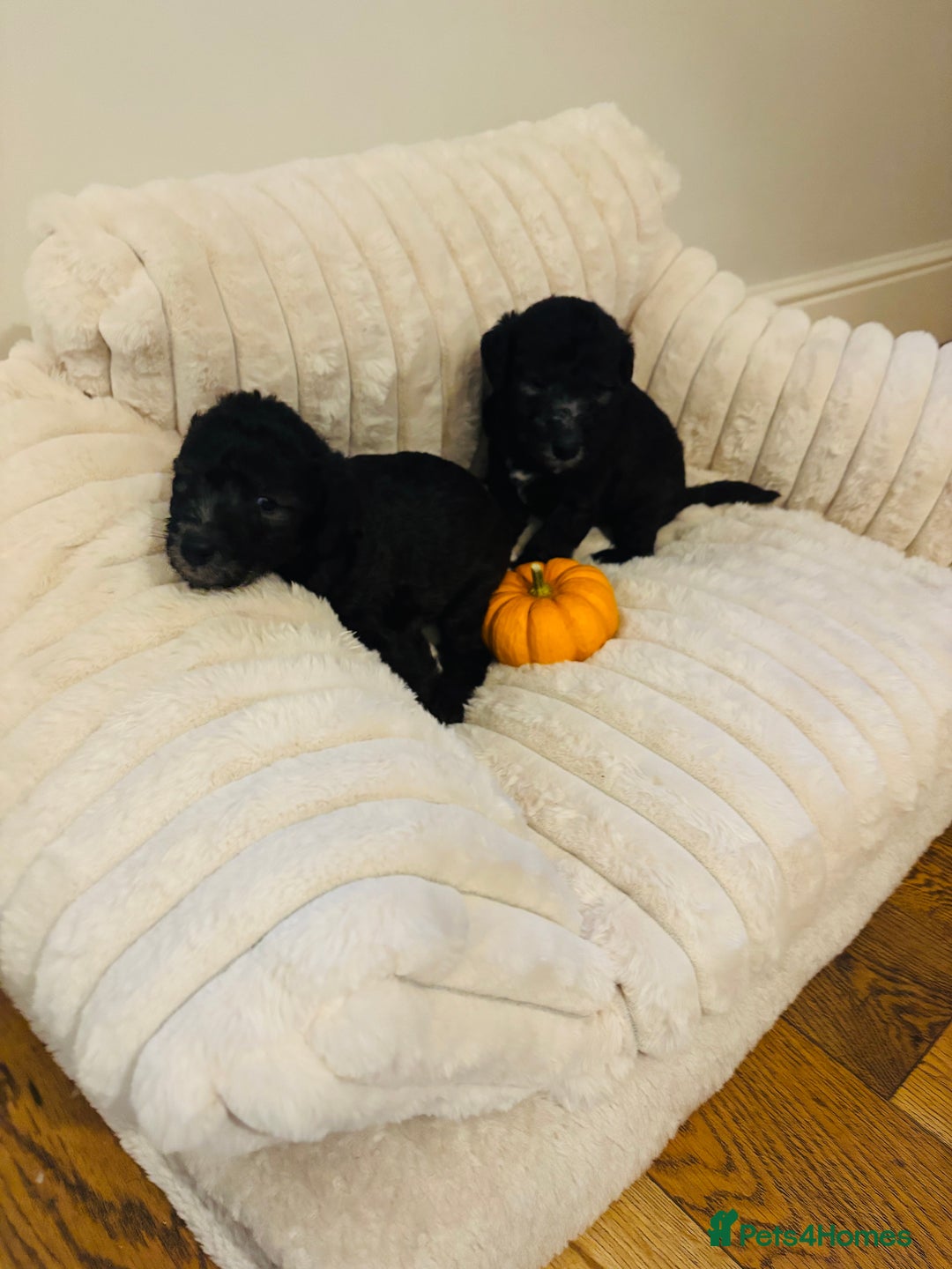 Mixed Breed dogs for sale: Bedlington Whippet - Image 7
