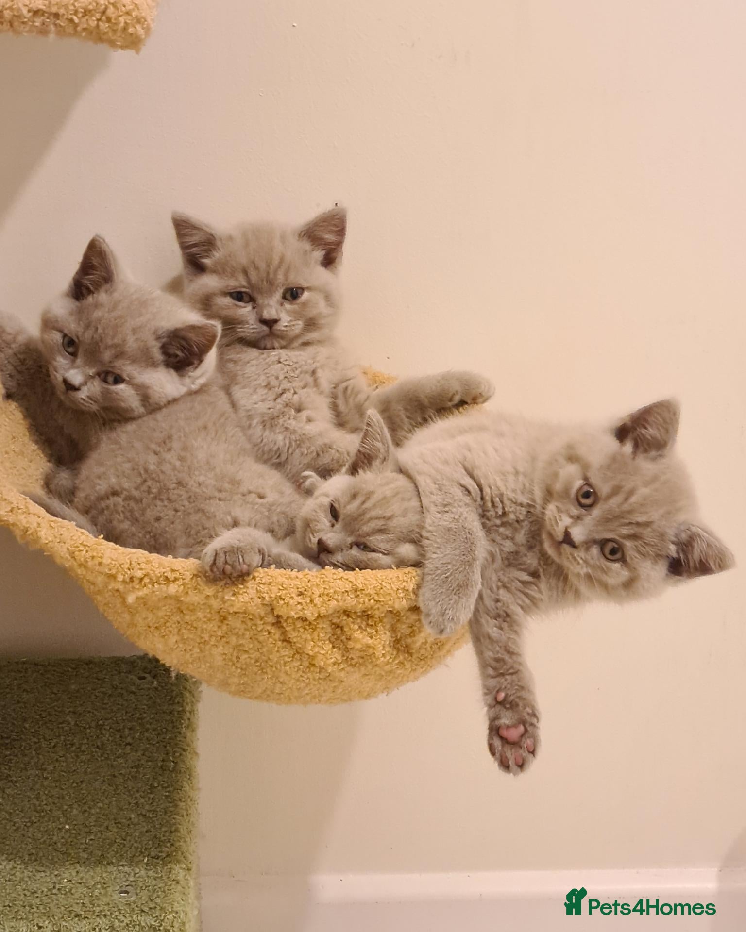 British Shorthair cats Gorgeous British Shorthair Kitten - Advert 2