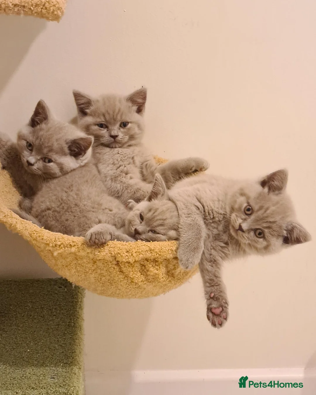 British Shorthair cats for sale: Gorgeous British Shorthair Kitten - Advert 1