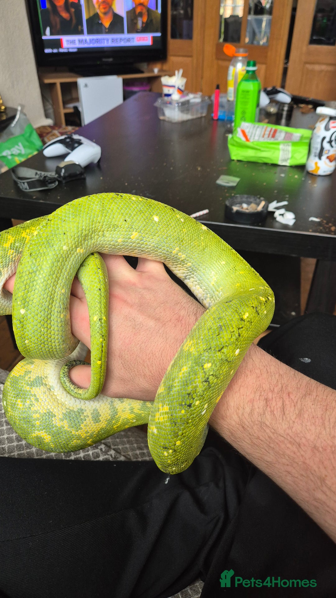Snake reptiles for sale: Biak green tree python pair - Image 2