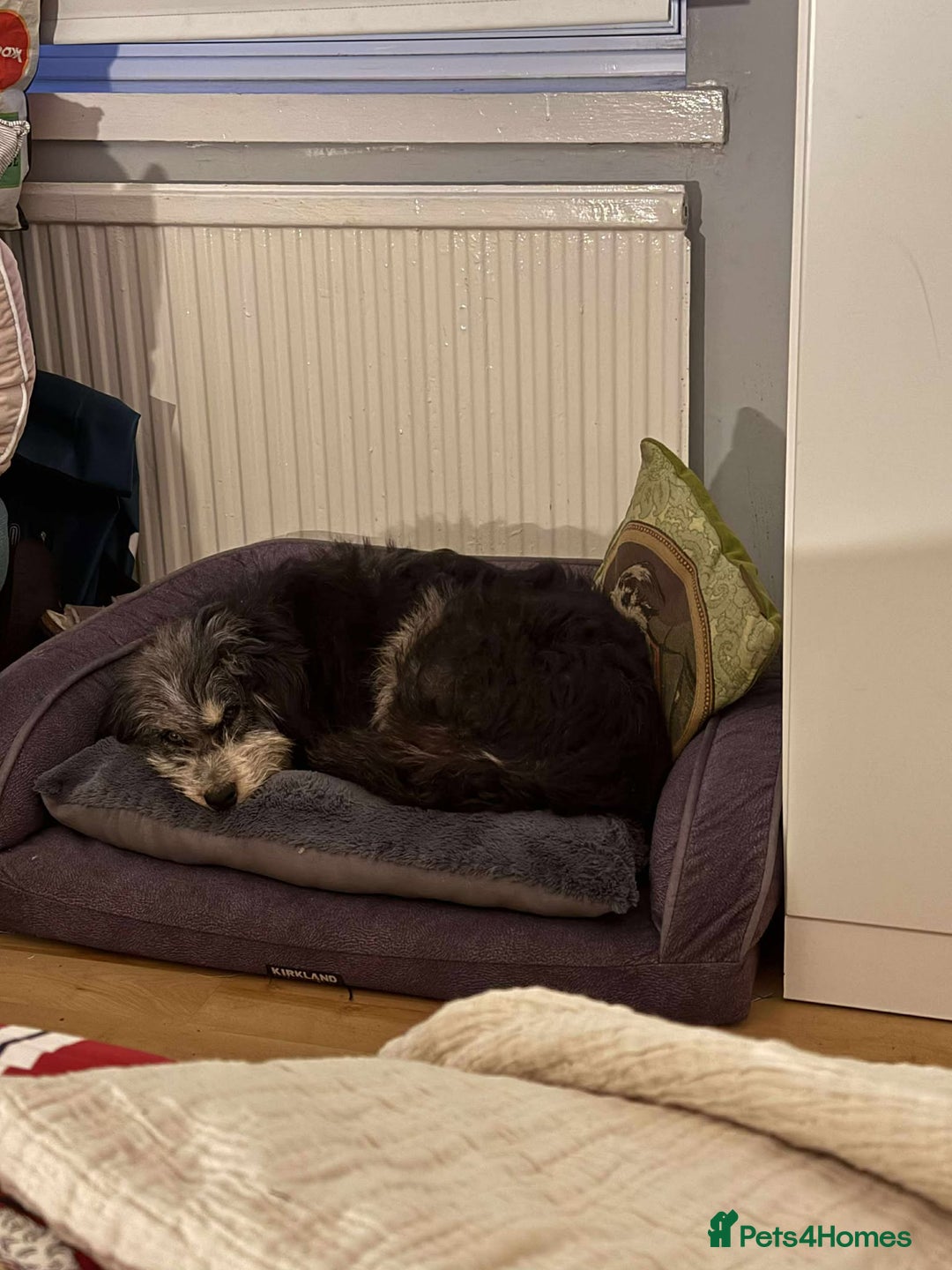 Mixed Breed dogs for adoption: Naty looking for her forever home!  - Advert 3