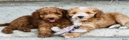 Cockapoo dogs for sale: Beautiful Cockapoos - Advert 11