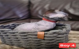 Sphynx cats for sale: 🌟 Sphynx Kittens – 5 Friendly Boys Ready Soon! 🌟 - Image 4