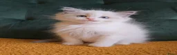 Ragdoll cats for sale: Show-class kittens ready for new homes! - Advert 5