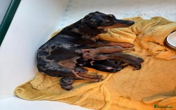 Miniature Dachshund dogs for sale: Talented dapple mini sausages for sale - Image 6