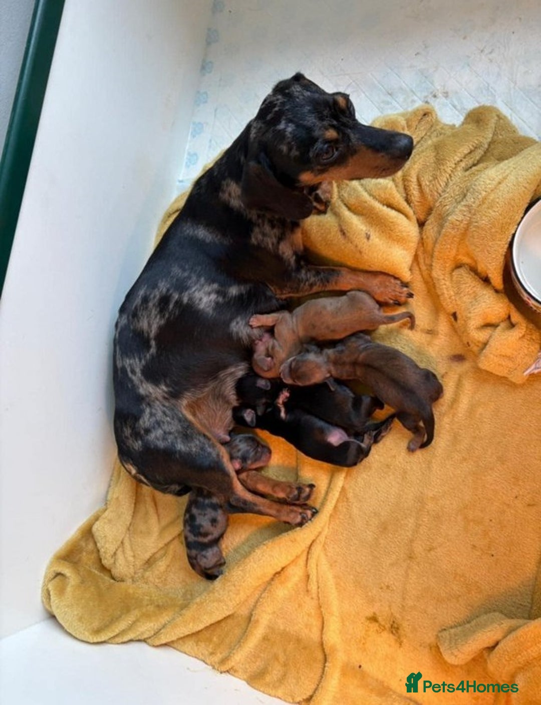 Miniature Dachshund dogs for sale: Talented dapple mini sausages for sale - Image 6