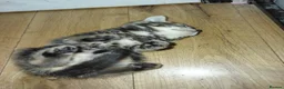 Bengal cats for sale: Rare Silver Smoke Bengal and Black Kittens. MALES - Advert 12