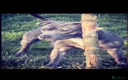 Staffordshire Bull Terrier dogs for sale: BLUE BLOODLINE CHAMPION STAFFS💕🐾 - Image 14