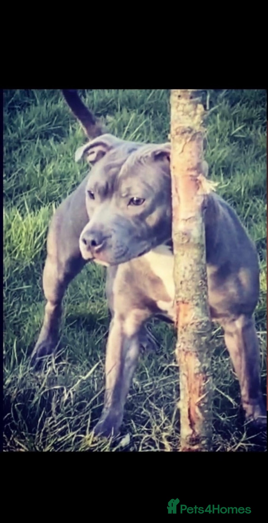 Staffordshire Bull Terrier dogs for sale: BLUE BLOODLINE CHAMPION STAFFS💕🐾 - Image 14