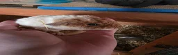 Guinea Pig rodents for sale: Various Guniea pigs - Advert 3