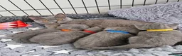 British Shorthair cats for sale: British Shorthair Kittens  - Advert 8