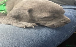 Staffordshire Bull Terrier dogs for sale: Stunning blue Staffordshire bull terrier puppies - Advert 11