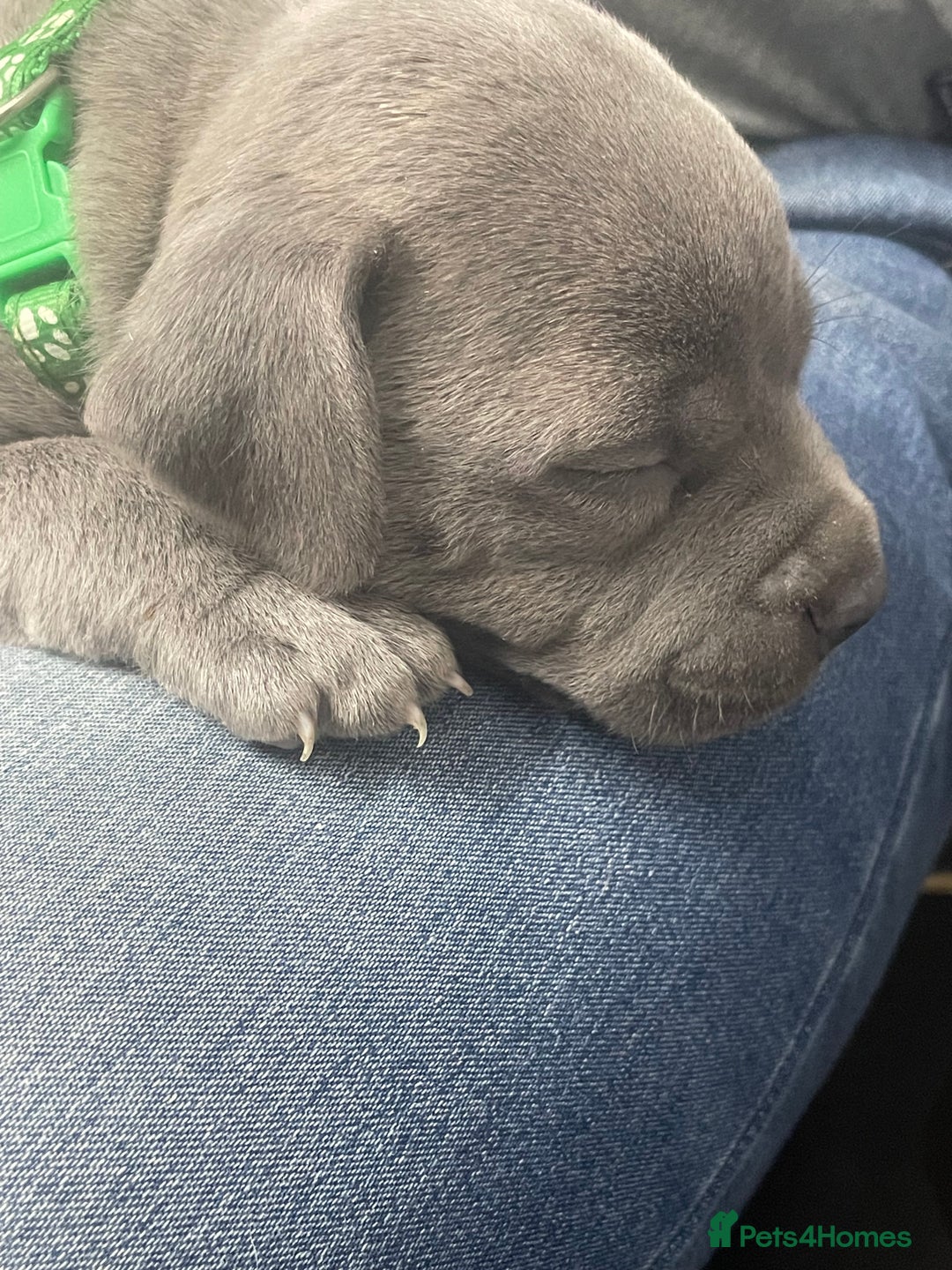 Staffordshire Bull Terrier dogs for sale: Stunning blue Staffordshire bull terrier puppies - Advert 11