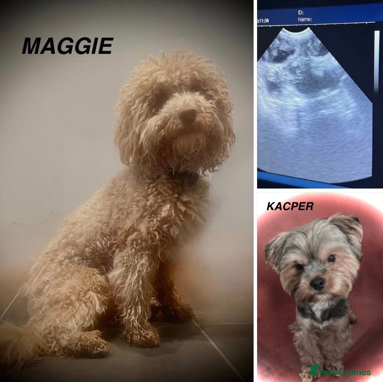 Yorkiepoo dogs for sale: Yorkipoos for sale - Advert 1