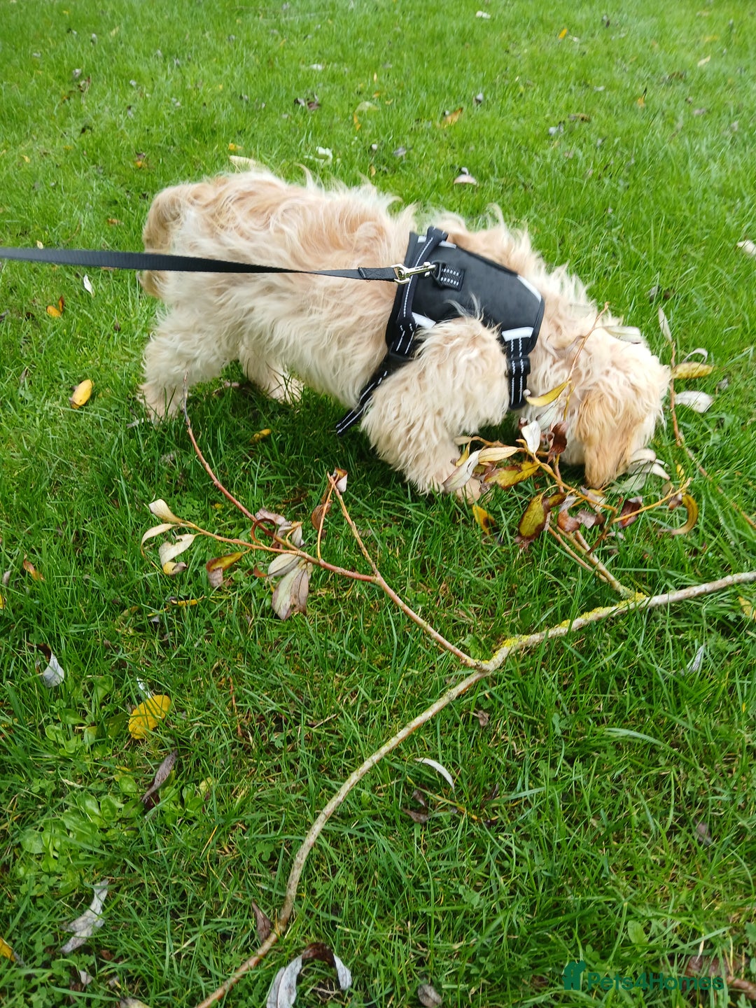 Sproodle dogs for sale: Male Toy Cockapoo 7 months old  - Advert 7