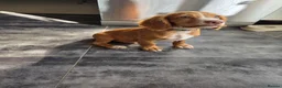 Cocker Spaniel dogs for sale: Working Cocker Spaniel Puppies Ready to go - Advert 5