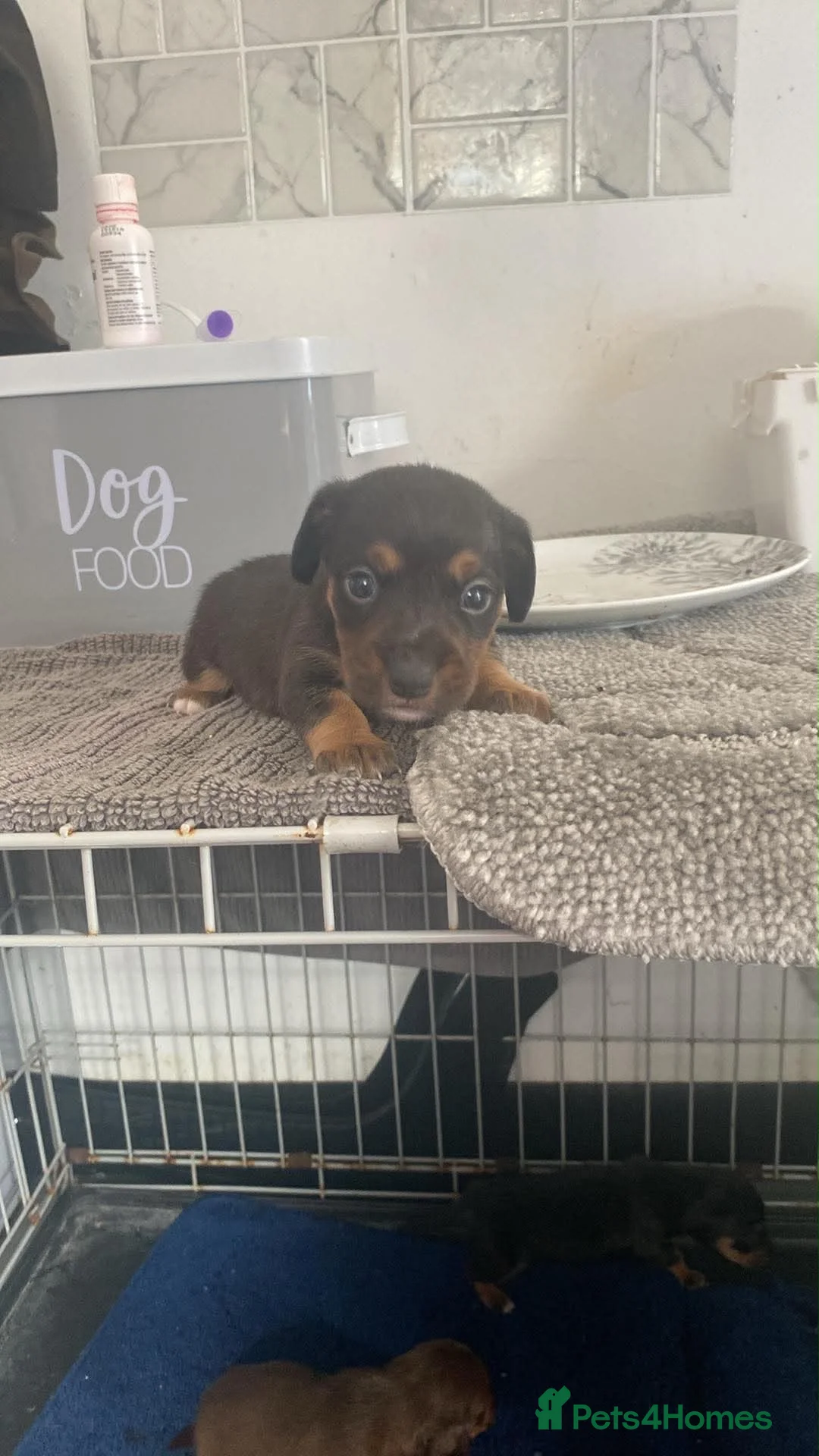 Jackshund dogs for sale: Jackshund puppies  in Dover - Advert 2