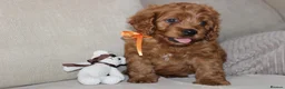 American Cocker Spaniel dogs for sale: American Cockapoo Puppies – Health Tested Parents - Advert 15