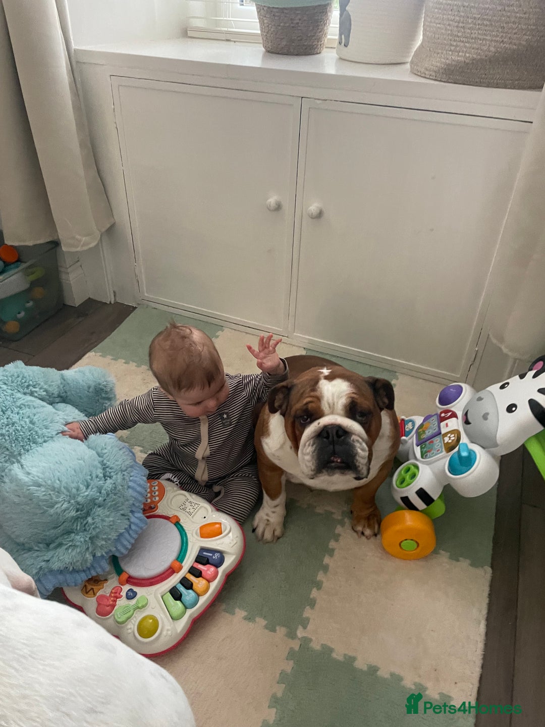 English Bulldog dogs for sale: English bulldog for rehoming  - Advert 5