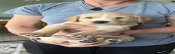 Labrador Retriever dogs for sale: Fox Red/Yellow working line Labrador puppies - Advert 13