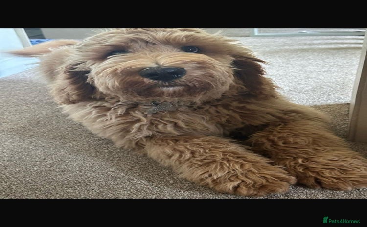 Mixed Breed dogs F1B SAINTBERNADOODLE FULL VET CHECKED ALL HEALTHY - Advert 3