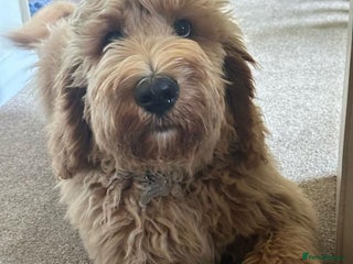 Mixed Breed dogs F1B SAINTBERNADOODLE FULL VET CHECKED ALL HEALTHY - Advert 12