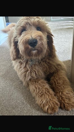 Mixed Breed dogs F1B SAINTBERNADOODLE FULL VET CHECKED ALL HEALTHY - Advert 1